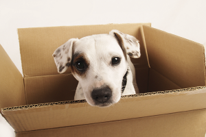 pet relocation